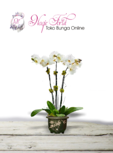 jual-bunga-anggrek