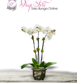 jual-bunga-anggrek