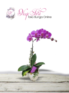 anggrek-bulan
