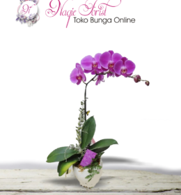 anggrek-bulan